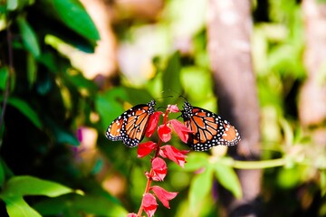 Monarch butterflies on red scarlet sage in a field under the sunlight with a blurry background