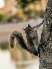 Vertical shot of a cute squirrel on a tree trunk