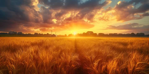 Fototapete Agricultural grain farm overlooking a wheat field © PHTASH