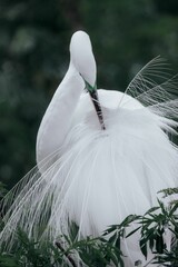 Vertical shot of a beautiful white egret