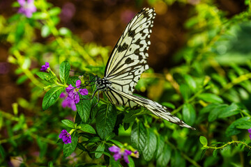 Paper Kite Butterfly resting on a Plant