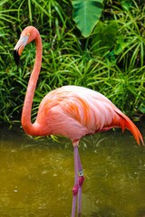 Vertical shot of a beautiful pink flamingo (Phoenicopterus) resting in the water puddle