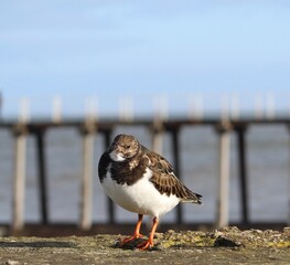 Harbour seabird