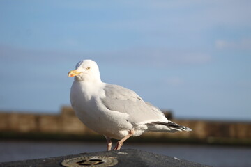 seagull on a pier