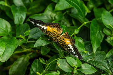 Clipper Butterfly Resting on a Leaf