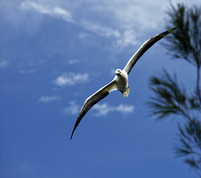 Low angle shot of a white seagull flying in a blue sky