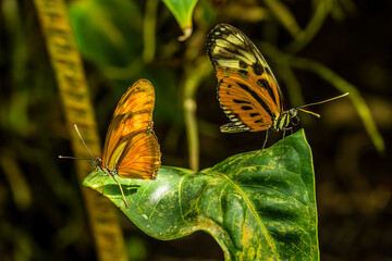 Cruiser and Tiger Mimic Butterflies on a Leaf