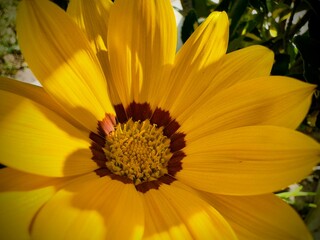 Closeup of a beautiful yellow Gazania flower under the sunlight