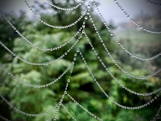 Macro shot of a wet spider web.