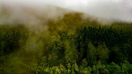 Forest with green coniferous trees covered in fog