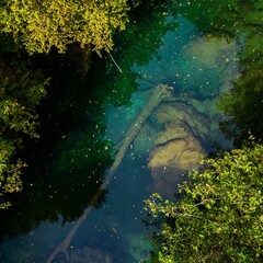 Aerial drone view of a fallen tree trunk in a river flowing through trees on a sunny day