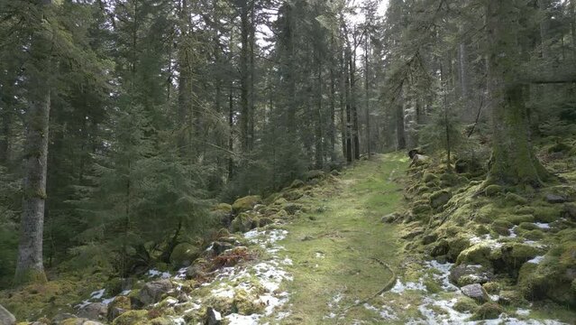 Avanc&eacute;e avec un drone dans un chemin forestier des Vosges, dans une for&ecirc;t profonde sapin et de rochers pleins de mousse