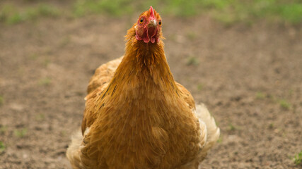 A brown Chicken on a rural farm