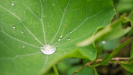 A drop of water collects in the center of a green cress leaf.