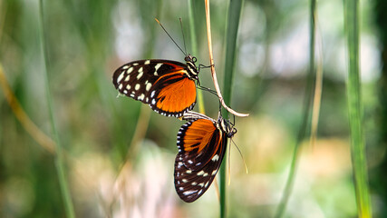 Colorful butterflies on a plant leaf in a green park