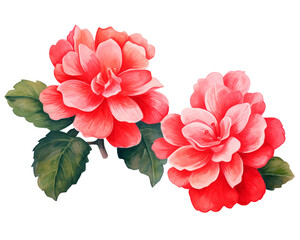 Begonia flowers remove background , flowers, watercolor, isolated white background - obrazy, fototapety, plakaty