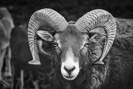 A Mouflon with big horns looking directly at the camera