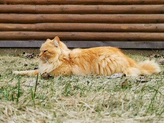 A red-haired cat with fluffy long hair and yellow eyes lies on a spring evening on the green grass among dry leaves against a wall of wooden logs