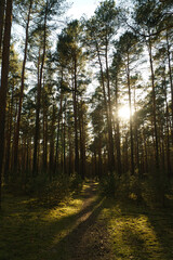 Vertical shot of a beautiful forest on a sunny day