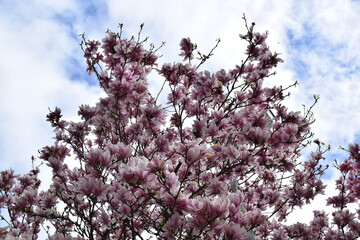 pink blooming magnolia tree in spring
