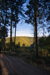 Vertical shot of a beautiful forest on a sunny day