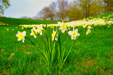Fototapeta premium Landscape of white Daffodils on a grassy meadow on a sunny day