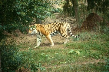 Siberian tiger walking in the zoo.