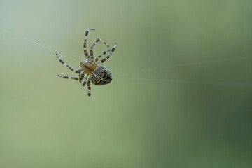 Cross spider crawling on a spider thread against a blurred background