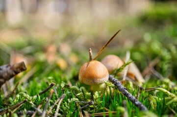 Closeup shot of the small fungi mushroom in the wild