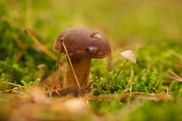 Closeup of a Bay bolete mushroom in a forest