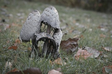 Closeup of shaggy mane mushrooms in a forest