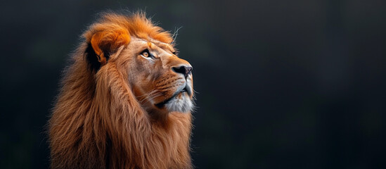 The profile of a lion looking up on a black background