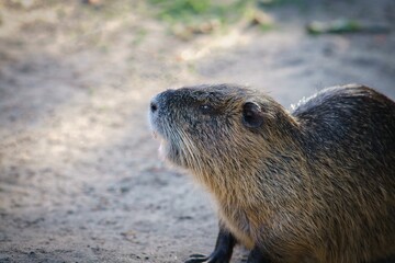 Closeup of the side view of the furry nutria (Myocastor coypus) on the dirt ground in the daytime