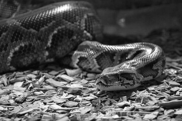 Closeup grayscale of the Indian python (Python molurus) with patterns on the skin in the daytime