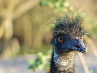Closeup of the head of an emu bird (Dromaius novaehollandiae) with black fur and beak