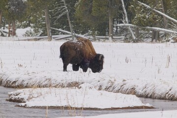 Bison Grazing by the River