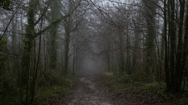 The Friston Forest on a rainy gloomy day in England