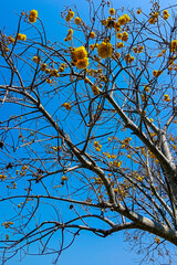 autumn tree branches