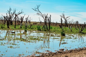 Swamp surrounded by trees