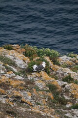 Vertical shot of seagulls perched on the rock on the coast in daylight