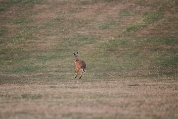 Scenic view of a brown kangaroo jumping on the field in daylight