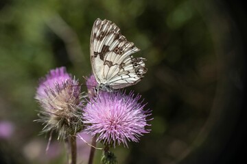 Closeup shot of a Neophasia menapia butterfly sitting on a purple flower