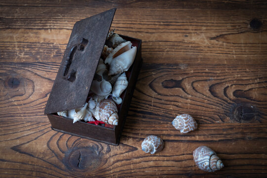 Closeup shot of shells in a metal jewelry casket on a wooden surface