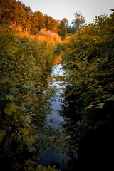 Small river in an autumn forest