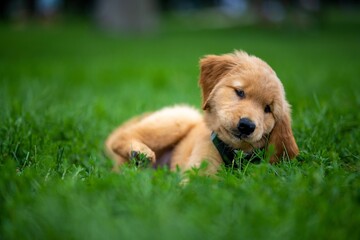 Adorable Golden retriever a breed of hunting dog, with a chest collar playing on green grass