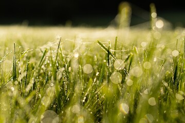 Macro shot of a spider web on barley field