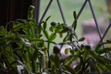 Green Houseplant by a Window