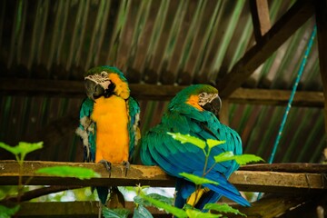 Obraz premium Closeup of two green parrots perched on wood in a zoo in daylight