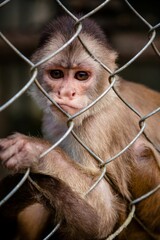 Vertical shot of a cute little monkey looking behind the fence in a zoo in a blurred background