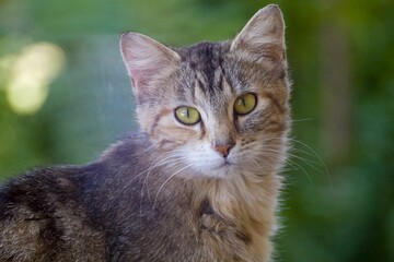 Obraz premium Closeup of an adorable cat looking at the camera